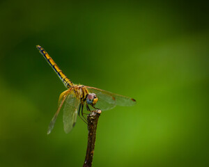 close up of a dragonfly