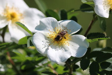 The bee collects the sweet pollen from the white rosehip flower. Macro photography. The world of insects. Selective focus.