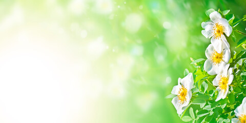 Naklejka na ściany i meble Spring summer festive background with white rosehip flowers. Natural backdrop.