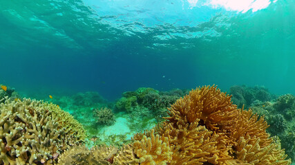Fototapeta na wymiar Blue Sea Water and Tropical Fish. Tropical underwater sea fish. Philippines.