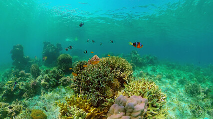Obraz premium Underwater sea fish. Tropical fishes and coral reef underwater. Philippines.