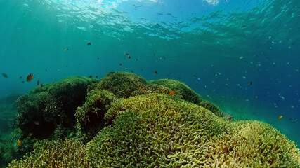 Naklejka na ściany i meble Coral reef and tropical fishes. The underwater world of the Philippines.