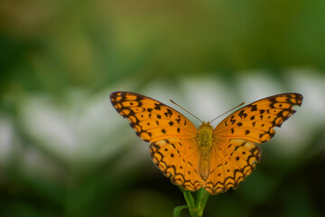 butterfly on flower