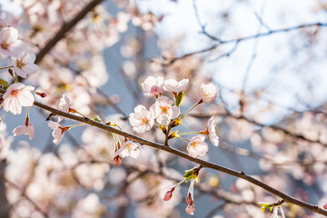 High resolution photos. Yongdap Station, Korea, Seoul, spring, flowers, cherry blossom, flower trees, blue, branch, daytime, flower, petal, white, twig, blossom, beauty, botany, cherry blossom, wildfl