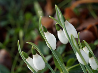 (Galanthus nivalis) Kleine Schneeglöckchen oder Gewöhnliches Schneeglöckchen mit Bläulichgrün Lange, lineal, bandformig Blätter und elfenbeinweiße Glockenblume nickend am Blütenstandsschaft