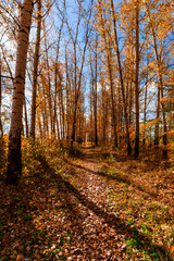 The beauty of autumn nature.