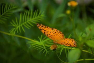 close up of colourful butterfly.