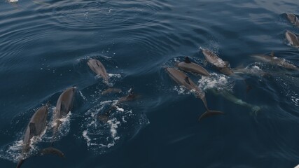 bottlenose dolphins swim and play