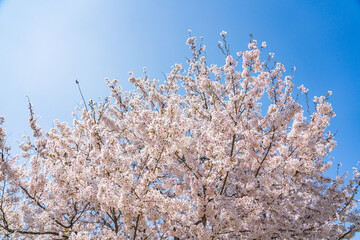 High resolution photos. Yongdap Station, Korea, Seoul, spring, flowers, cherry blossom, flower trees, blue, branch, daytime, flower, petal, white, twig, blossom, beauty, botany, cherry blossom, wildfl