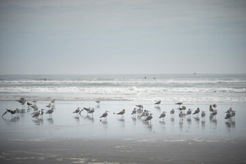 浜と海鳥 カモメ 海景