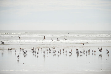 浜と海鳥 カモメ 海景