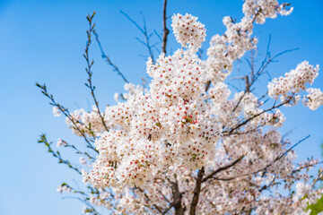 High resolution photos. Yongdap Station, Korea, Seoul, spring, flowers, cherry blossom, flower trees, blue, branch, daytime, flower, petal, white, twig, blossom, beauty, botany, cherry blossom, wildfl