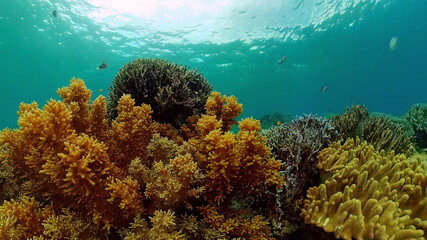 Obraz premium Reef coral scene. Colourful underwater seascape. Beautiful soft coral. Sea coral reef. Philippines.
