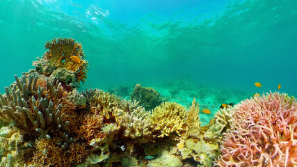 Naklejka na ściany i meble Coral reef and tropical fishes. The underwater world of the Philippines. Philippines.