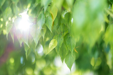 Beautiful green leaves and bright sun. Background copyspace. Magic nature