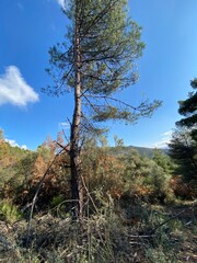 tree in the mountains