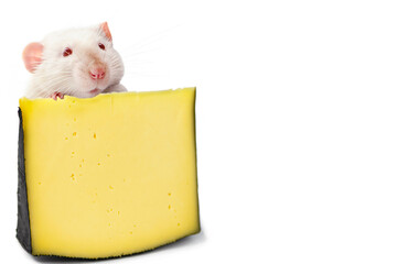 funny cute rat and a piece of cheese on a white background