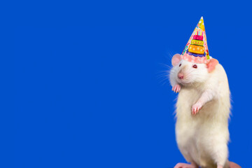 funny holiday white rat wearing a hat