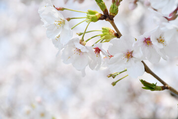 桜の花　ソメイヨシノ