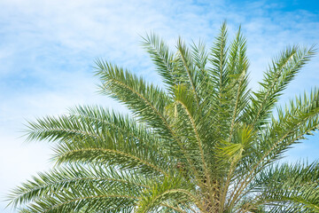 Fototapeta premium Beautiful green palm tree and blue sky with natural background.