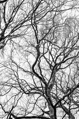 BW texture of branches