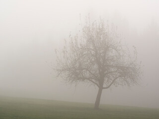 Single tree in autumn dress on in misty landscape