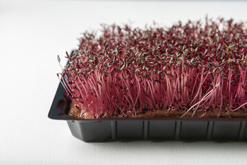 Amaranth microgreens in the growing box on white textured background