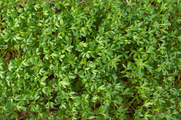 Fototapeta na wymiar Watercress microgreens in the growing box on the white textured background. Top view.