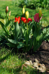 red tulips in the garden