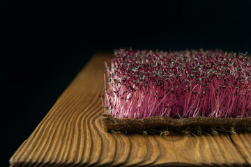 Amaranth microgreens with linen rug on wooden textured backdrop