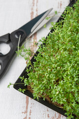 Watercress microgreens pot with scissors on white wooden textured background