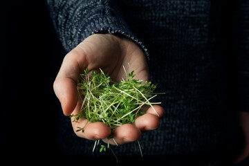 Male hands hold watercress microgreens on dark background