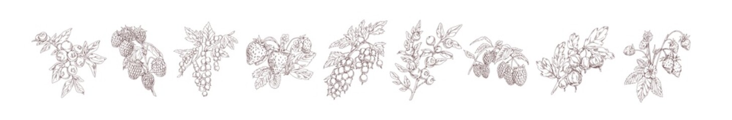 Set of realistic detailed monochrome berries vector illustration. Collection of vintage hand drawn berry branches with leaves and flowers isolated on white background. Edible garden plants