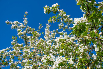 Fototapeta premium Beautiful branch flowers of an apple tree blooms in sun on a spring day, close up, macro. Spring background with white blossom on blue sky with space for text