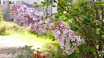 Fototapeta premium close up Lilac flowers in garden