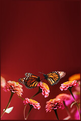 Fototapeta na wymiar Orange monarch butterflies and pink flowers on a bright red background. Summer spring background. Free space for text.
