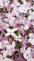 close up Lilac flowers in garden