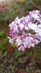 close up Lilac flowers in garden
