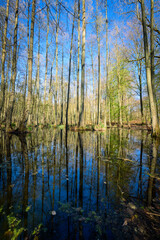 Sumpflandschaft Wald Schorfheide