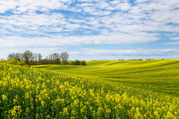 Fototapeta premium Rapsfeld bei Passow
