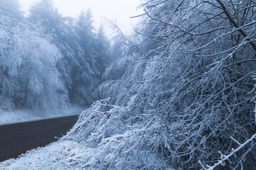 Zima v lese, Bílé Karpaty