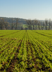 Fototapeta na wymiar rows of young winter wheat on field in autumn in front of trees in distance