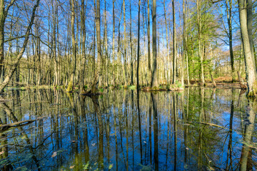 Wald-Sumpflandschaft Schorfheide