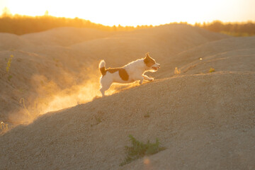 dog on a sandy quarry at sunset. Jack Russell Terrier on hills of sand. 