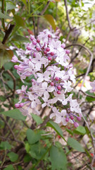 close up Lilac flowers in garden