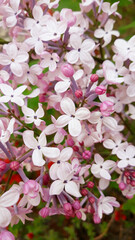 close up Lilac flowers in garden