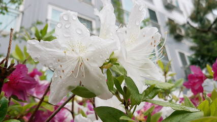 close-up royal azalea blossoms . white  royal azalea blossoms . 