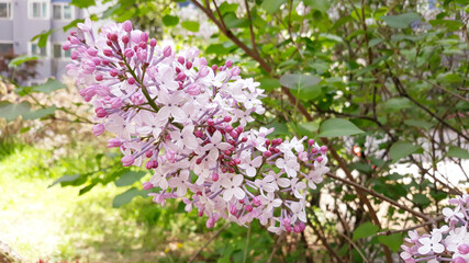 close up Lilac flowers in garden