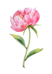 Pink peony isolated on white. Watercolor illustration
