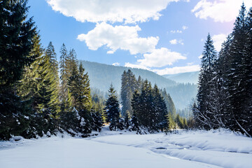 coniferous snow forest in a foggy background of high mountains and blue sky with clouds.